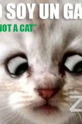 abogado-se.presenta.en.audiencia.judicial-como-gato-ecuador-chile-colombia-venesuela-peru-cibercartel