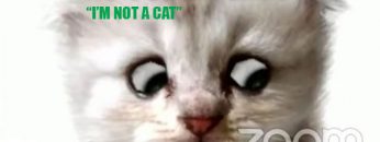 abogado-se.presenta.en.audiencia.judicial-como-gato-ecuador-chile-colombia-venesuela-peru-cibercartel