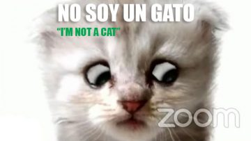 abogado-se.presenta.en.audiencia.judicial-como-gato-ecuador-chile-colombia-venesuela-peru-cibercartel