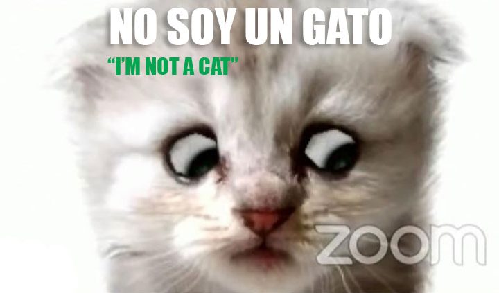 abogado-se.presenta.en.audiencia.judicial-como-gato-ecuador-chile-colombia-venesuela-peru-cibercartel