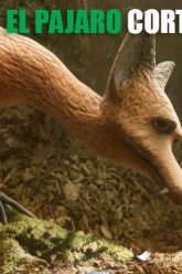 el-zorro-y-el-pajaro-cortometraje-gratis-descarga-pelicula-cibercartel-argentina-mexico-peru-colombia-chile-venesuela